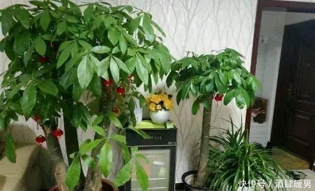 5种“吉利花”,冬天是“难关”,再漂亮也别买,买了也是浪费钱!