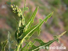 若是在荒地里见到此野草,不要犹豫采摘回家,晒干后价值很珍贵