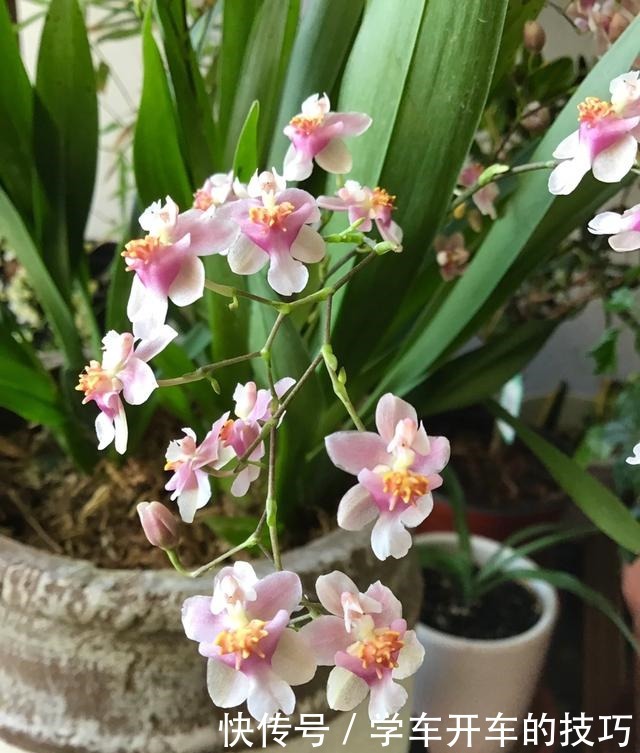 2种花,最适合懒人种,北阳台也能开爆盆!