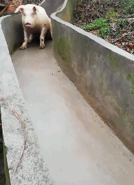 |搞笑GIF段子:妹子没毁容吧,劲没使对