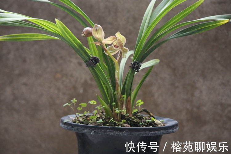 “高端名花”土星王阳台,丰腴婀娜,优美淡雅,堪称养花必备