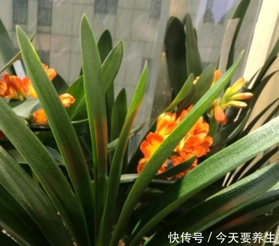 教你自制“氮磷钾肥”,君子兰最爱吃,30天喂一次,长势不会差!