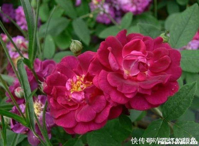 20款古老月季。数百年唯美传承，个个经典又抗病。远胜现代月季