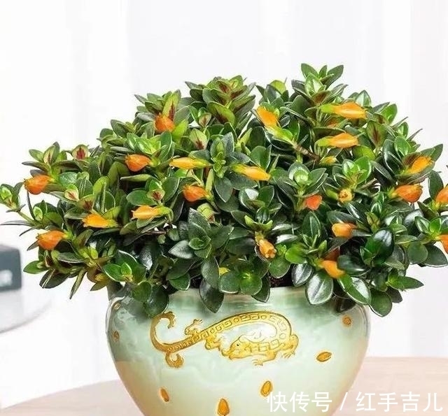 吊兰|早春养金鱼吊兰,做好这5件事,枝头开满“小金鱼”,好看又吉祥