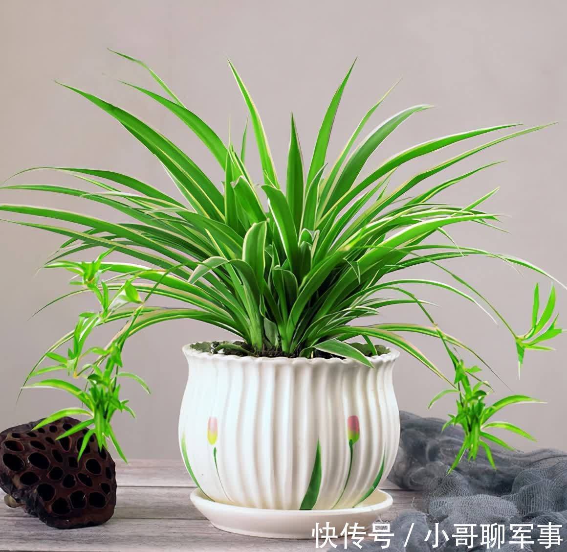 君子兰|九大“健康花”，建议大家养一盆，干净漂亮又吉祥