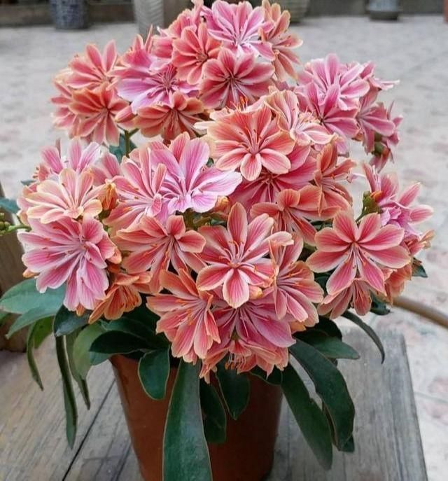 一种“特殊”多肉,皮实泼辣,天天开花,比长寿花还漂亮