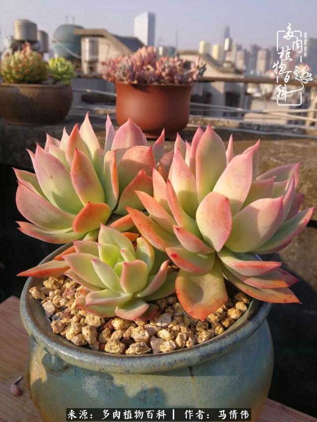 养多肉如同种下希望，因为美丽总在下一个季节！