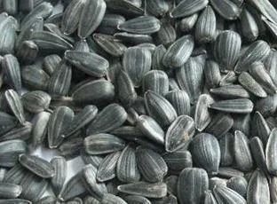 葵花子|大脑最爱的食物，竟然不是核桃，完全没想到~