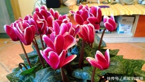 家里养这6种花,冻一冻开花更漂亮,冬天也有花赏!