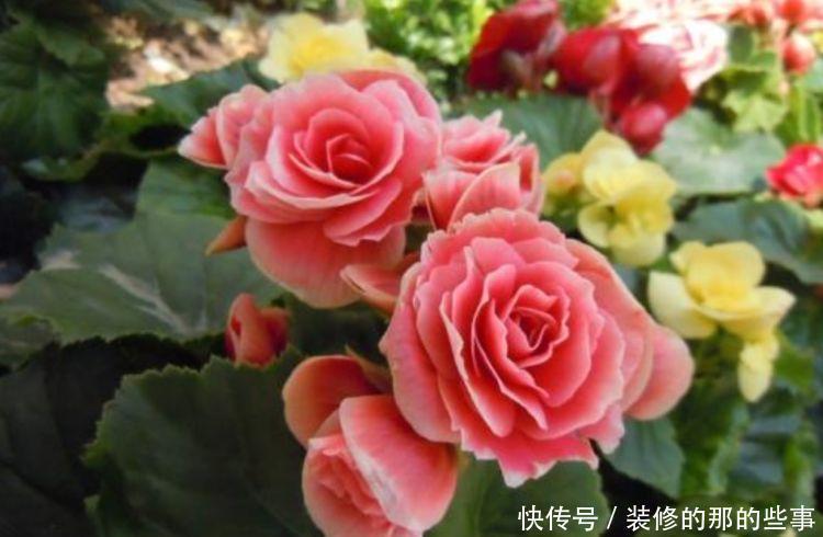 盆栽|4种花是花中劳模,一年四季开花不断,枝头花苞满