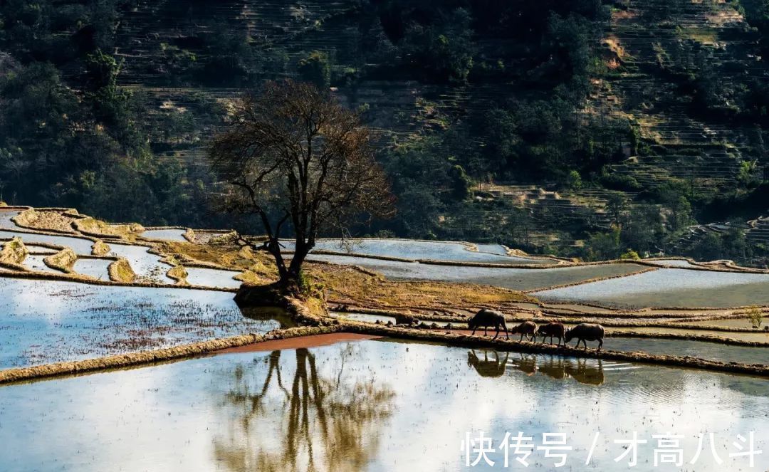 纳兰容若!九首村居诗词,最美不过田园生活!