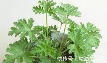 栽种|什么花适合放在卧室，卧室养花的注意事项