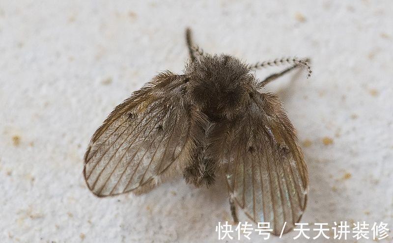 卫生间|卫生间里的小飞虫是什么?只需三步,就能彻底杜绝!