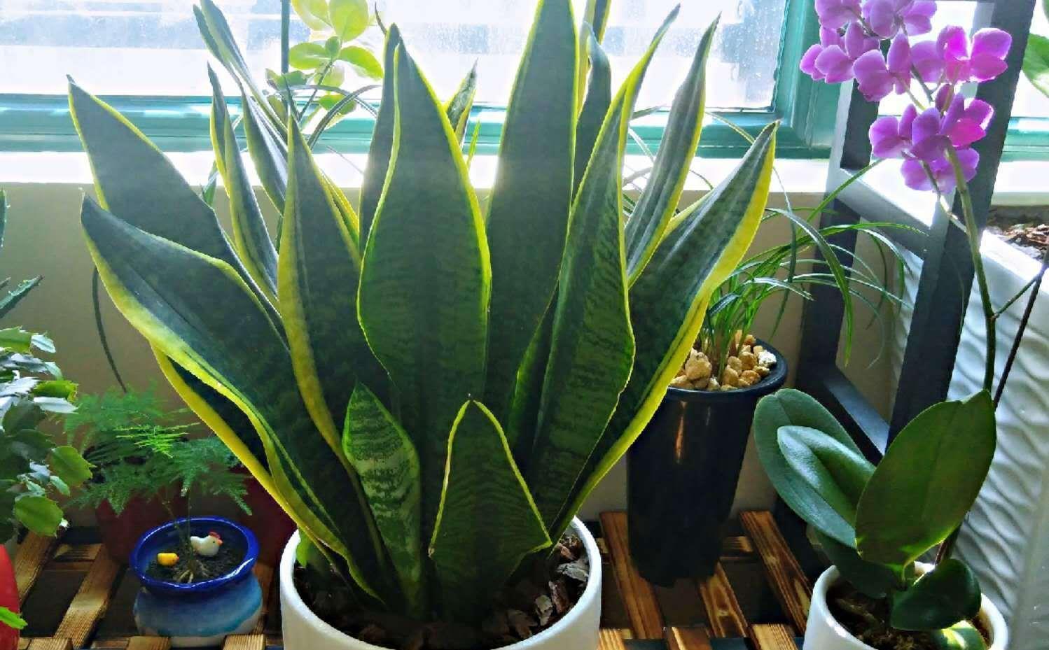 浇水|人养花,花亦养人,老祖宗的话不是没道理,室内要养“健康花”