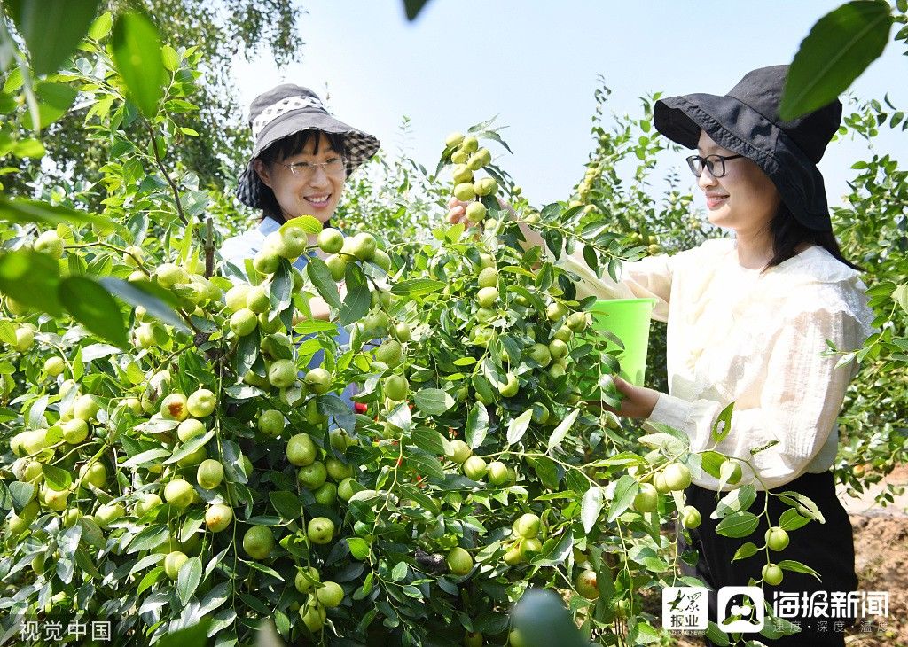 9月中，枣儿红 山亭这里的枣熟了！|组图| 枣儿