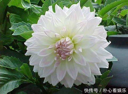 光照|阳台小 选此款花卉，热不死还疯狂开花，让阳台呼呼爆成百花园