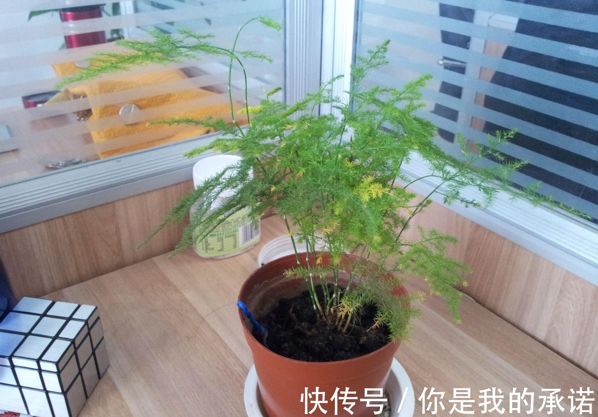 营养液|文竹促芽方法多，一杯水就能解决，你知道吗？