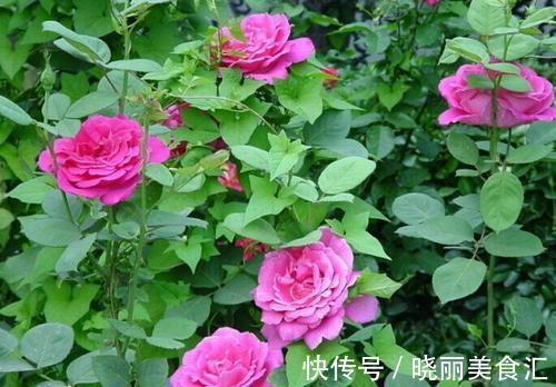 路边看到这三种花,掐根枝条回家,蹭蹭生根冒芽,花开小半年