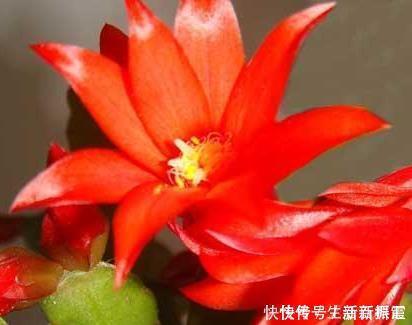 休眠|夏天养花有大学问,这三种花千万管住手,不然最后只剩盆