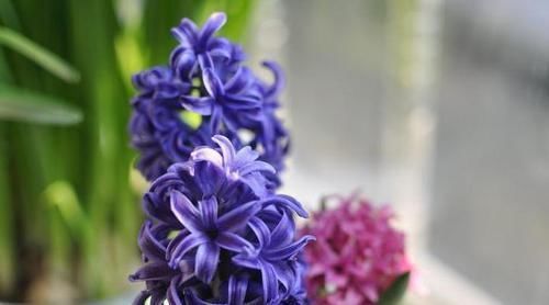 这3种植物,越“丑”越要养,在家养1盆空气清新,身体更健康