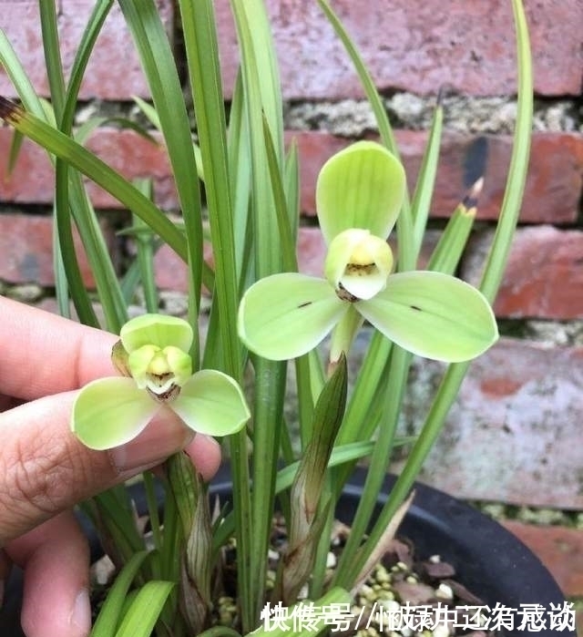 艾草|此兰花拥有“几百年”的历史，瓣型工整，香味扑鼻，现在正值花期