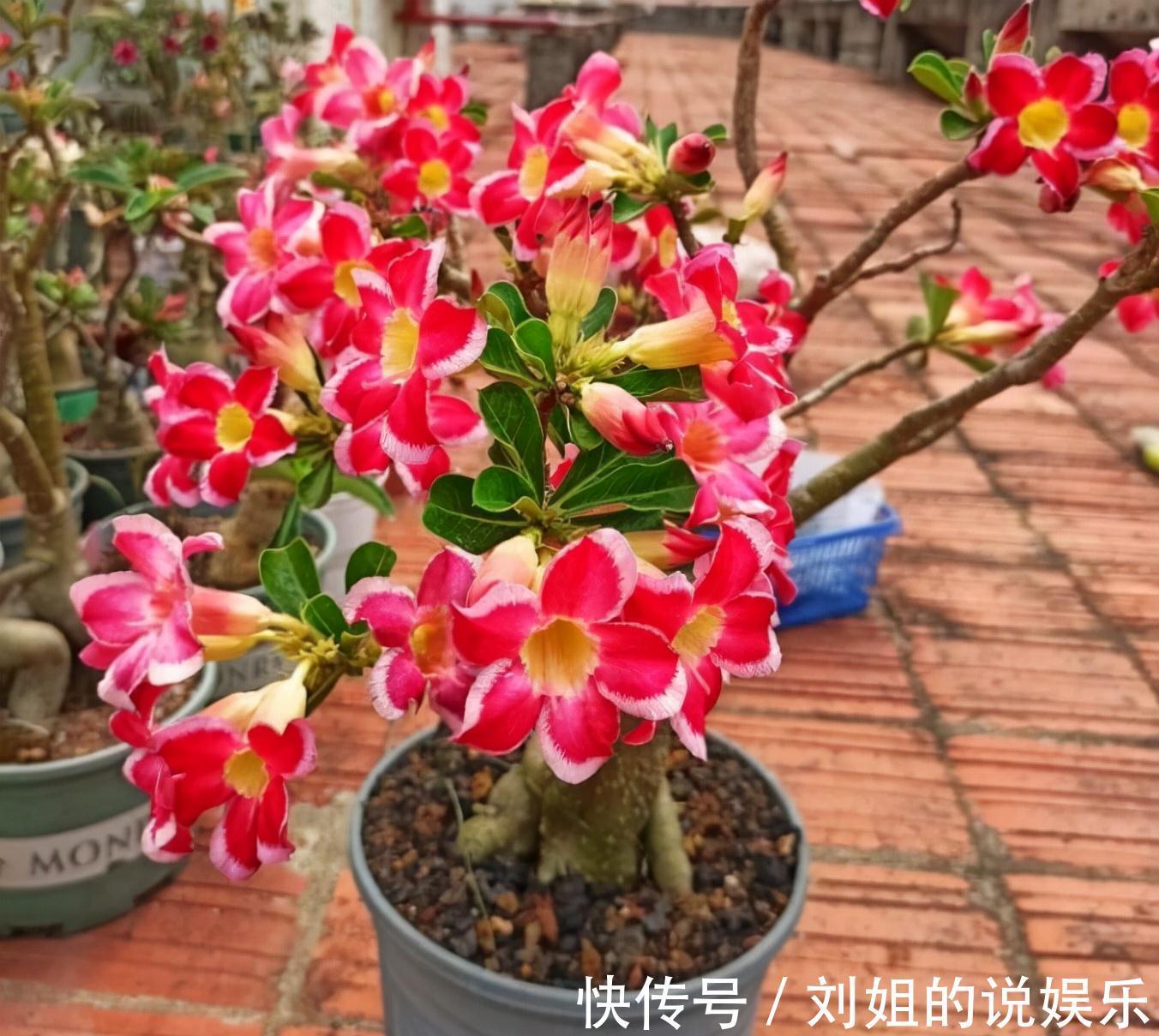 养分|养花的“旧土”别浪费,3步巧加工,又“肥的流油”,养花一级棒