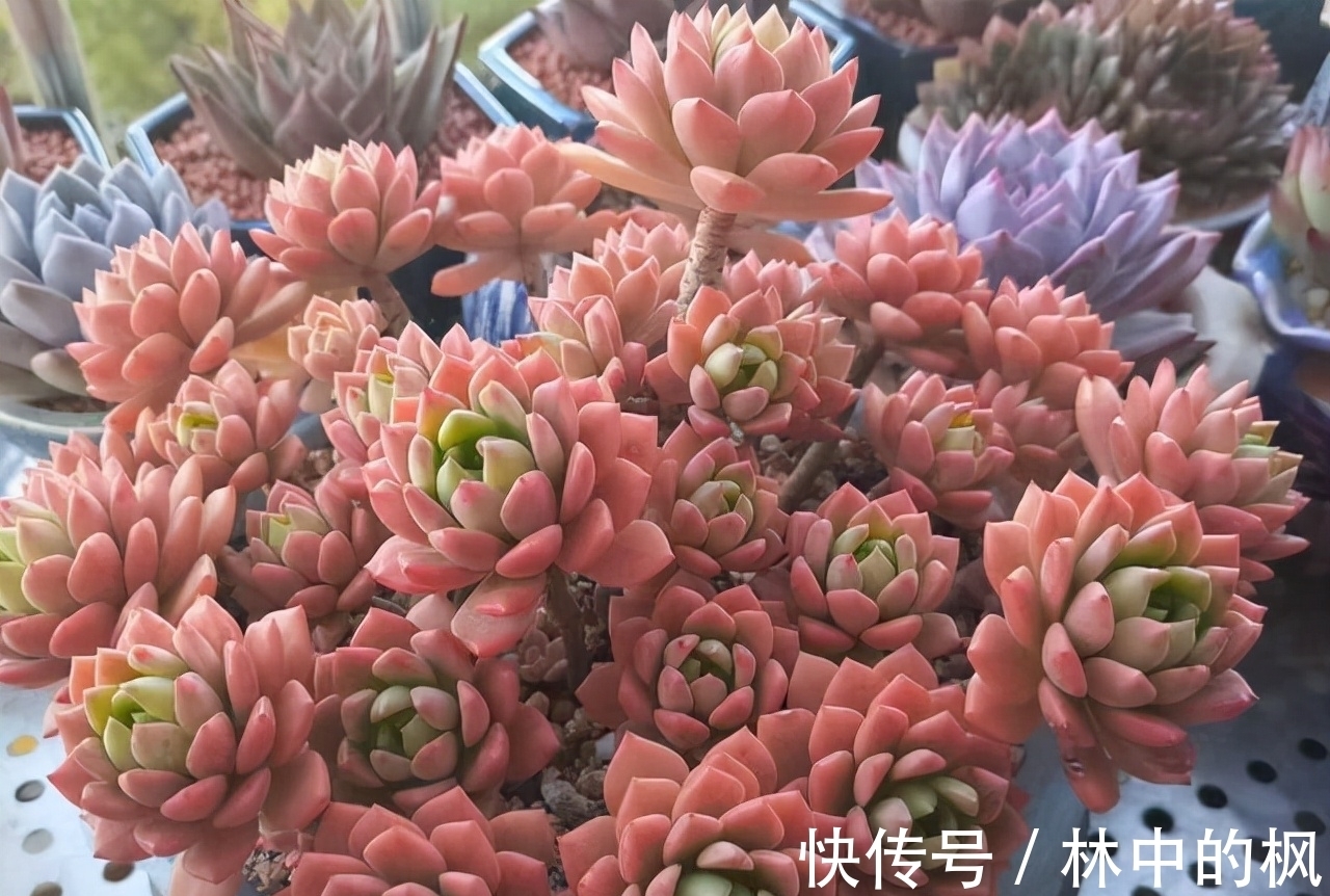 养多肉马库斯,花友们遇到的4个问题,说一下我的答案