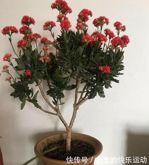 打造老桩长寿花，修剪别落下，就是这样简单