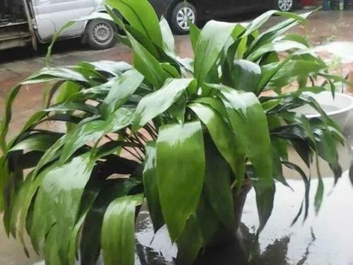 一叶兰|低于5度,6种花一整个冬天不浇水,也能照样活!