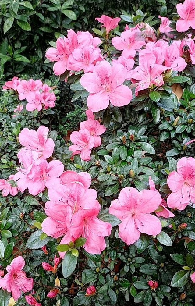 能活几十年的花,家里养一盆,还能作传家宝!