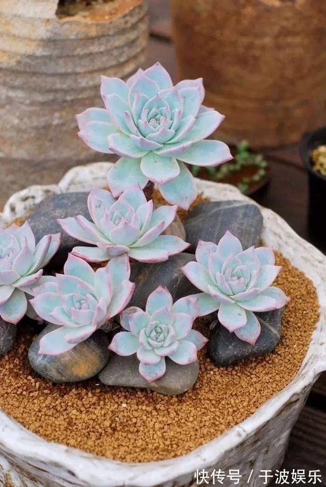 养花新手掌握7个”养护技巧“,刚买的多肉很快就能蹭蹭地长