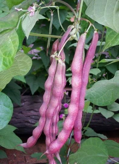 柿子|爱吃的人最长寿,要多吃几种食物,抗疲劳,延缓衰老,早吃早好