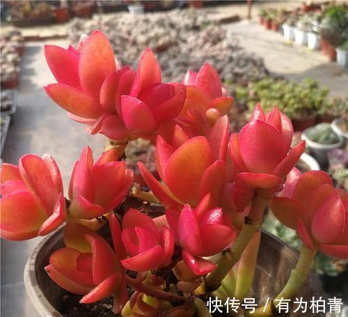 养了2年的多肉不长个?掌握1个技巧,上色美易爆头,长成群生老桩