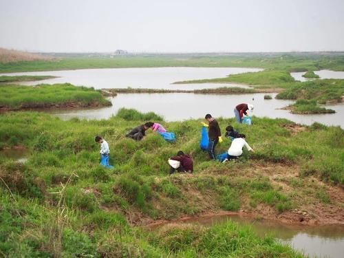 杆子|湖边这种野草,二月吃根,三月吃苗,很多人赶早去挖,炒腊肉一绝