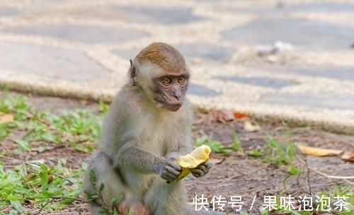 生肖猴|夏至开始，苦尽甘来，财运旺盛，生活越来越精彩的五大生肖