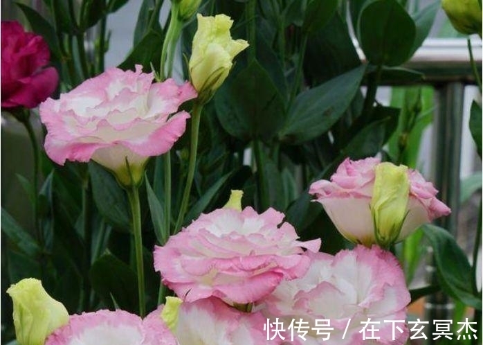 三角梅|家里阳台养此款花,新手也能养爆盆,花香四溢飘满屋,美