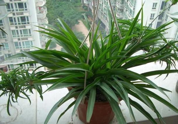 这3款植物买一盆就够了！用茎叶扦插，教你轻松铺满整个阳台