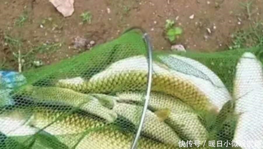 草鱼|三十年了,这天然饵着实令人佩服,草鱼鲤鱼一见就咬钩,特别过瘾