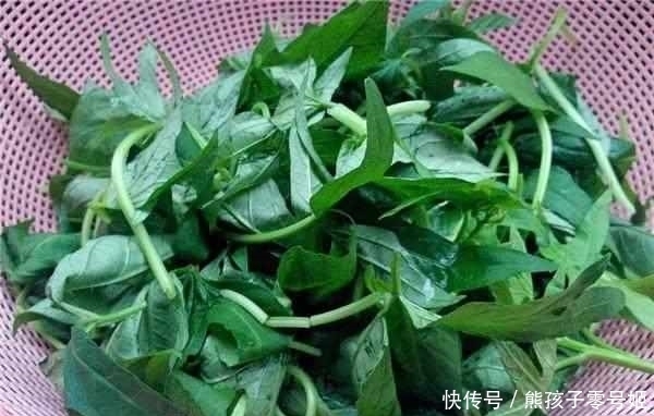 刺龍牙|農(nóng)村這些野菜無人理睬,但營養(yǎng)價值很高