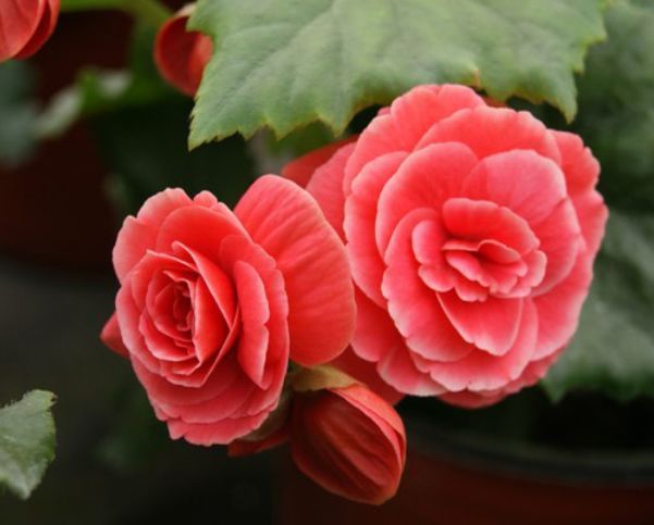 喜欢菊花,不如养盆“开花机器”大岩桐,开花灿烂,精致浪漫