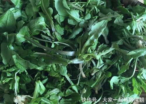 荠菜|这菜一次囤10斤，对眼睛特别好，双眼变明亮，肝脏越来越健康