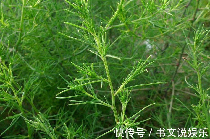 价值|这野草全身是“毛”,假如你见到,可别轻视或除掉,价值很高