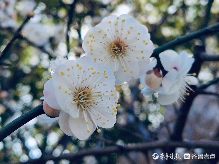 看！朵朵白梅俏立枝头，春的味道愈加浓厚你感受到了吗|情报站| 看！朵朵白梅俏立枝头，春的味道愈加浓厚你感受到了吗\＂,\＂i16\＂:\＂情报站