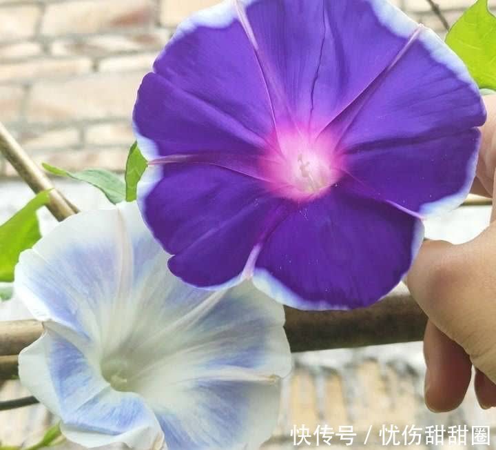 春天就养这2种花,一盆可以开一整个阳台的花儿,漂亮清新