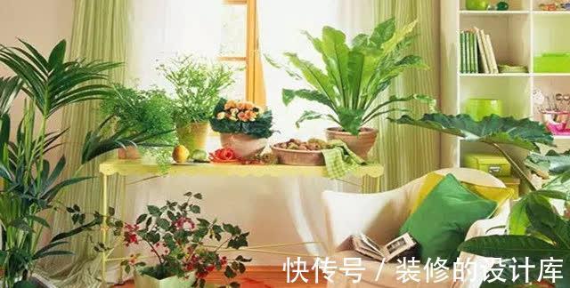 净化|5种植物养在家中，不仅净化空气还能促进睡眠呢