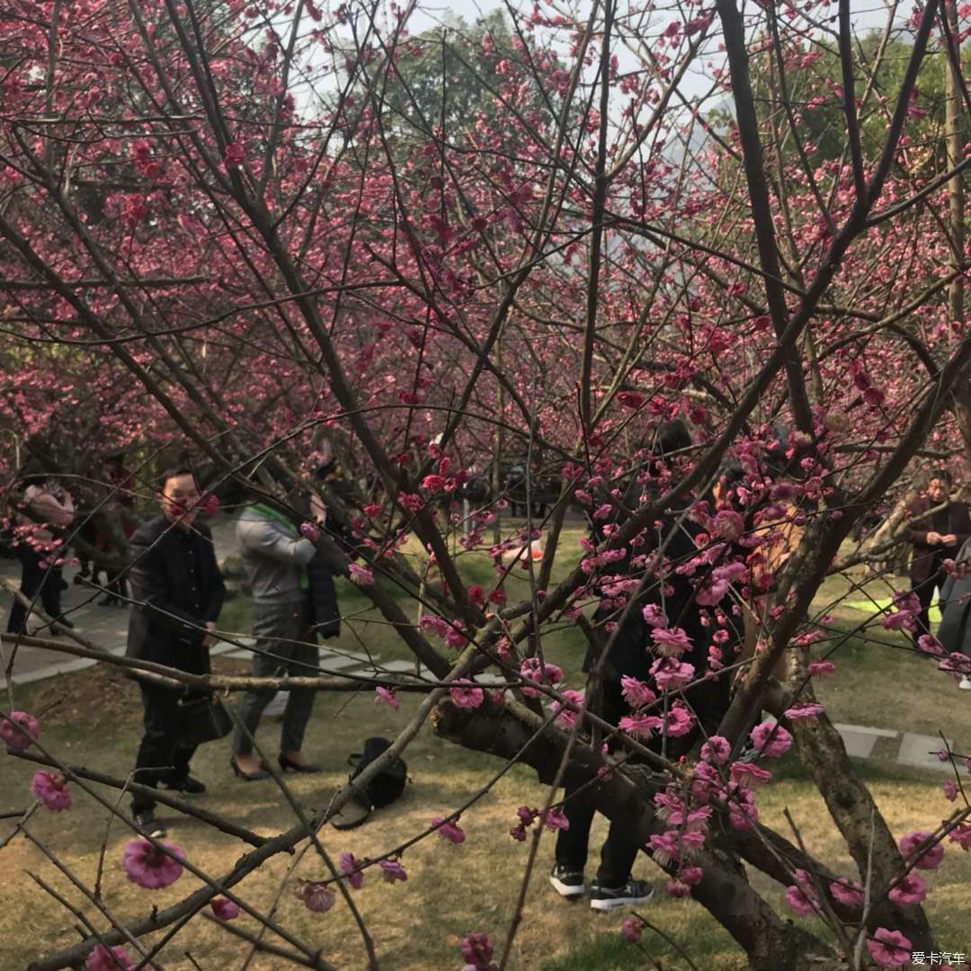 疏影横斜水清浅，赏梅记