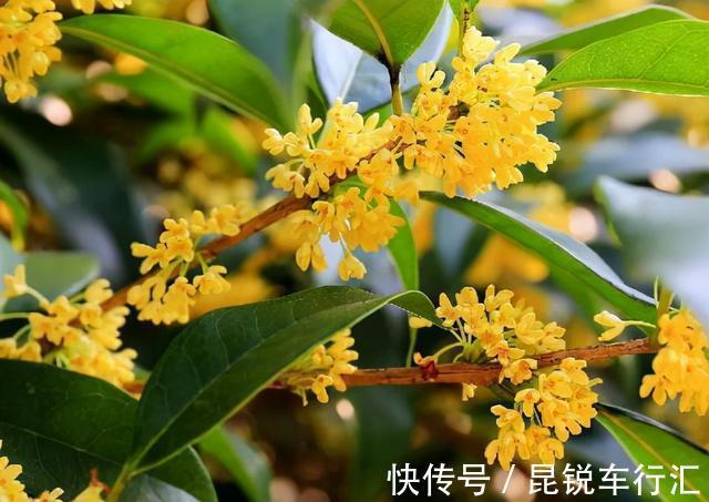 院子里有空地就种这“三种树”,没地挤挤也要种,寓意深远还旺家