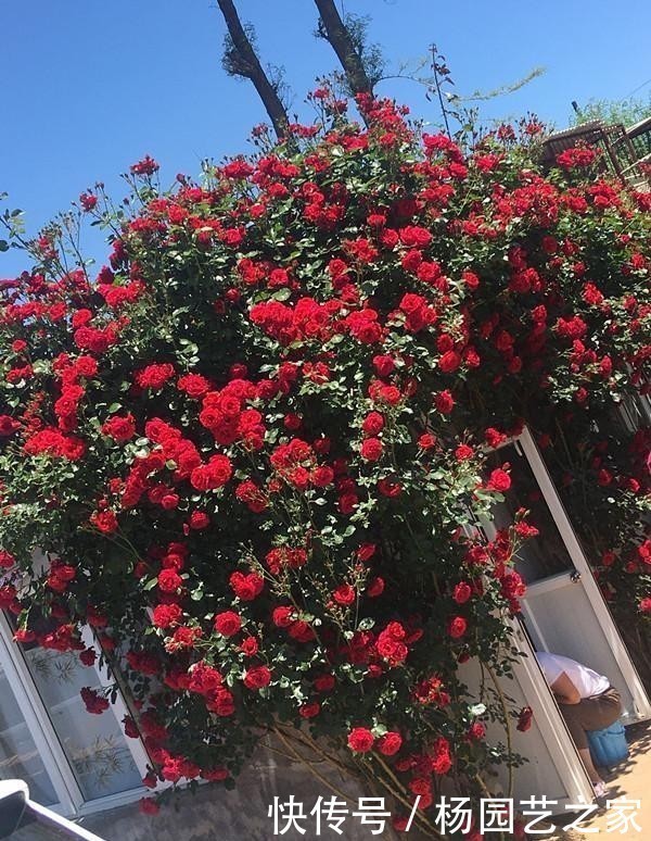 盆栽|开大红花的藤本月季,漂亮又喜庆,三季开花,种植容易,盆栽也行