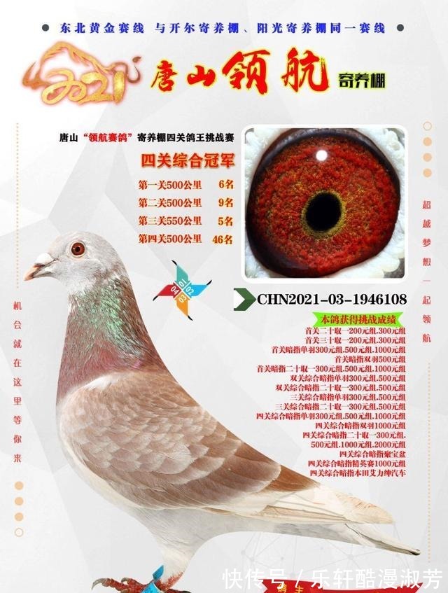 職業(yè)賽場(chǎng)|職業(yè)賽場(chǎng)哪家強(qiáng)且看這批2021年實(shí)力冠軍鴿王