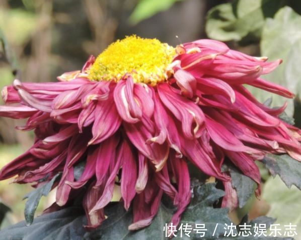 珍稀名菊|喜欢菊花,就养盆“珍稀名菊”盘龙托桂,花开金蕊红衣,高雅秀气